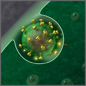 Infectin Viral Transduction Enhancer