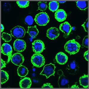 Intracellular Protein Staining Kit
