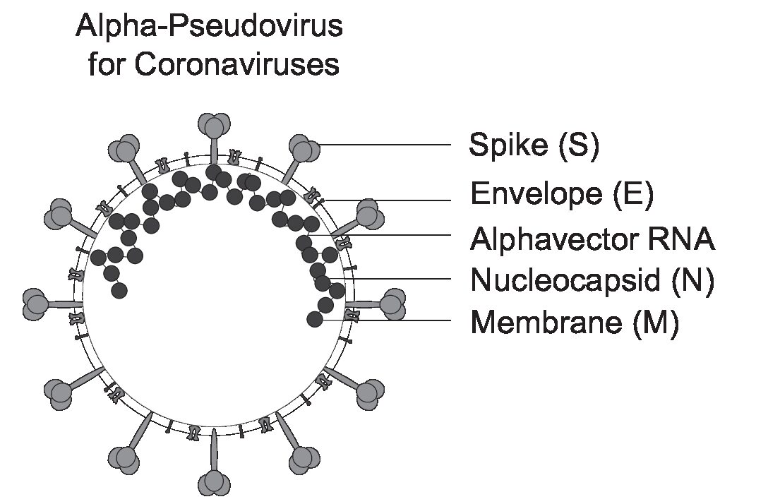 Rapid Alpha-Pseudoviruses for Coronavirus Research
