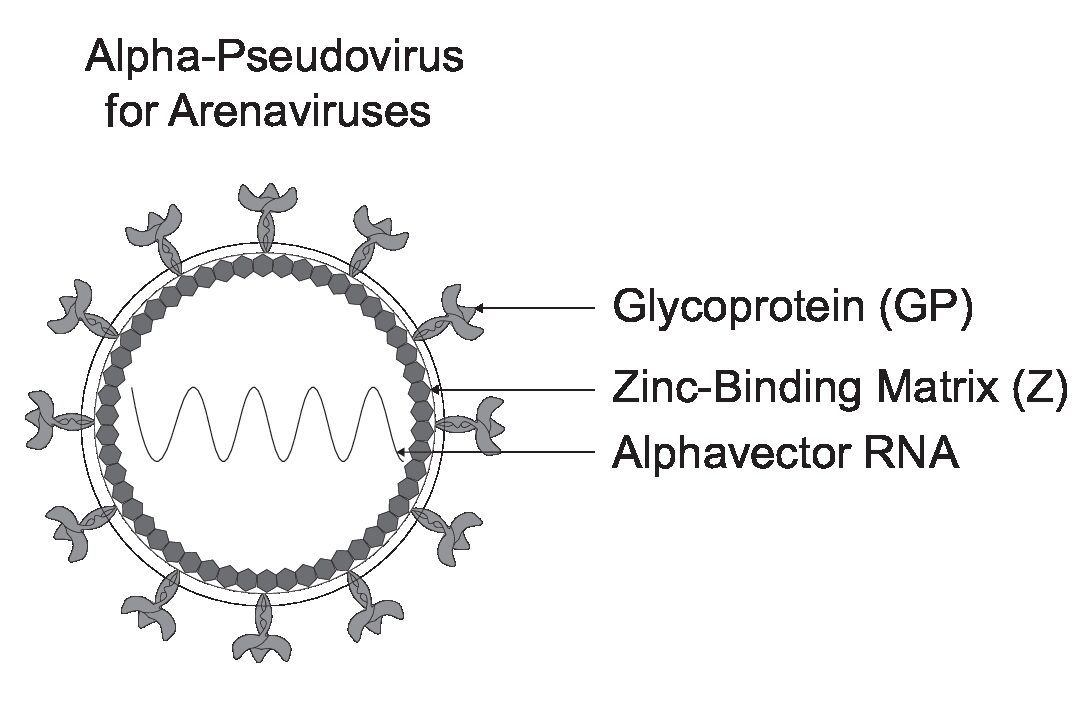 Rapid Alpha-Pseudoviruses for Arenaviruses