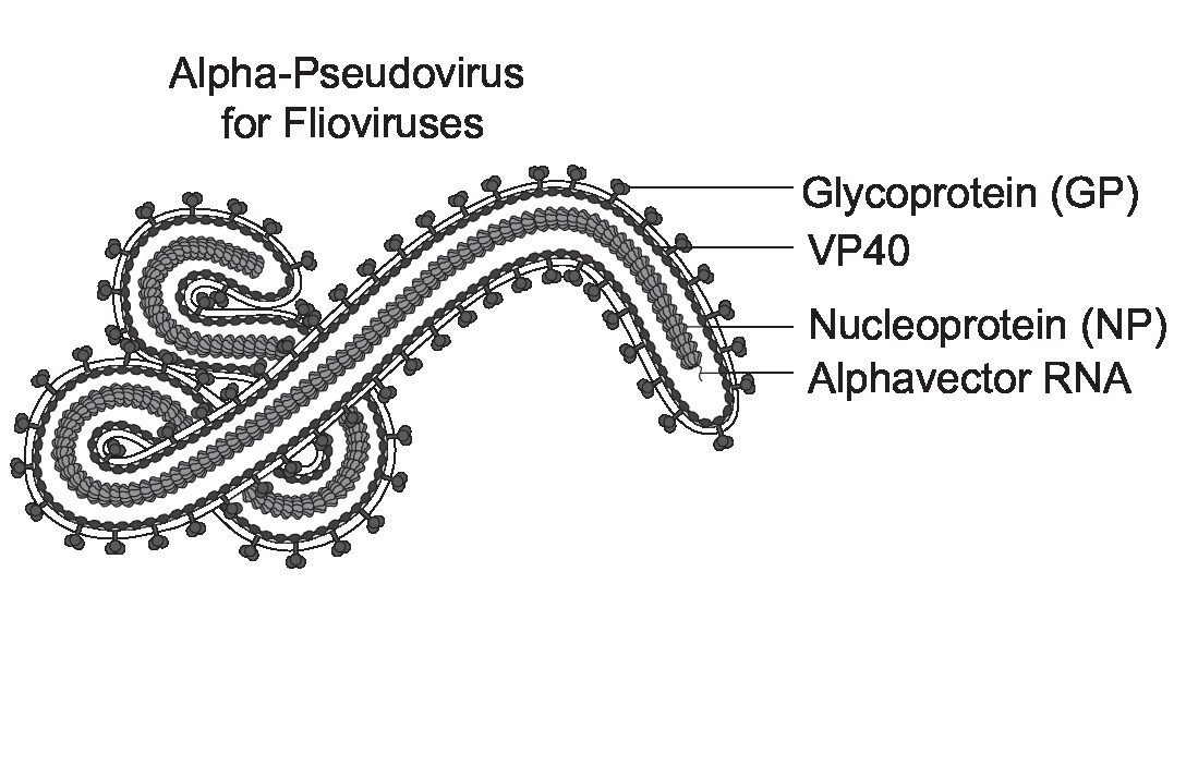 Rapid Alpha-pseudovirus for Filoviruses