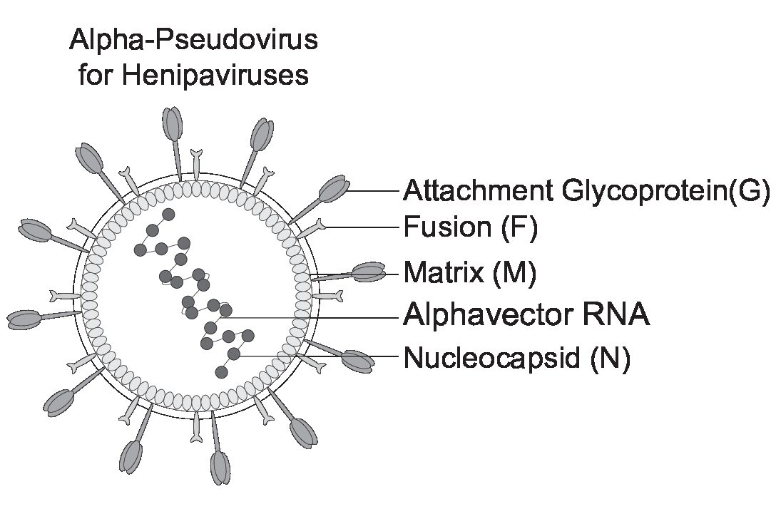 Rapid Alpha-Pseudoviruses for Henipavirus
