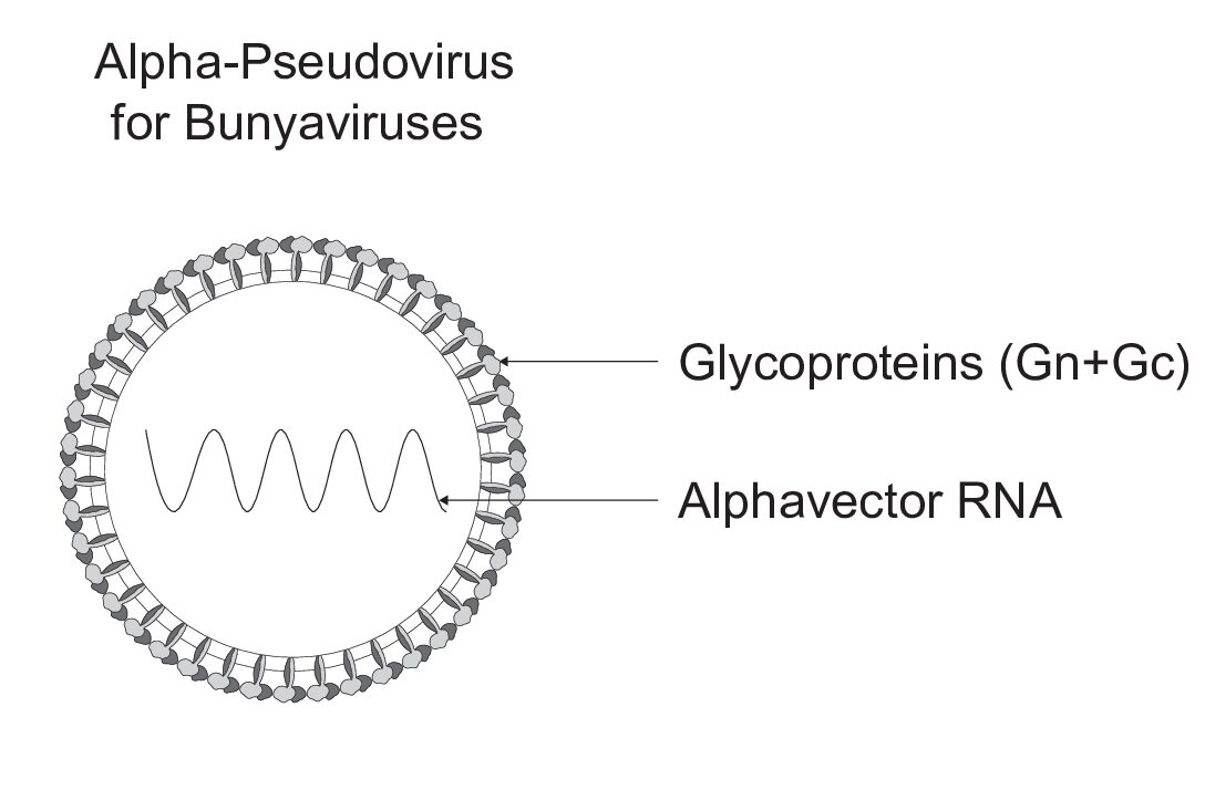 Rapid Alpha-Pseudoviruses for Bunyaviruses