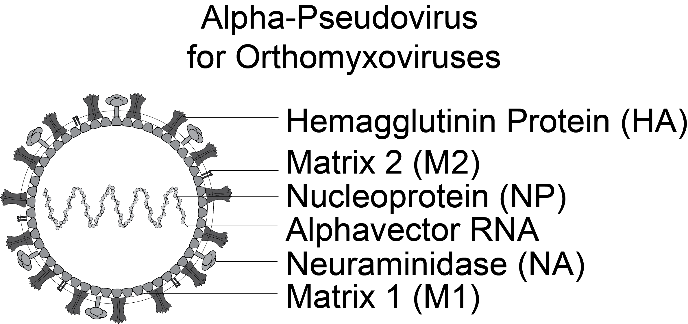 Rapid Alpha-Pseudoviruses for Influenza A